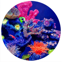 Оформление аквариума