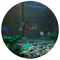 Пресноводное обслуживание