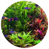 СТИЛИ ОФОРМЛЕНИЯ АКВАРИУМА